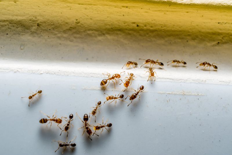 Ants Extermination Service in Denton, TX