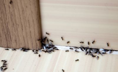 Ants Extermination Service in Denton, TX