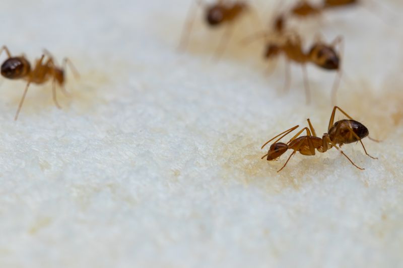 Ants Extermination Service in Mckinney, TX