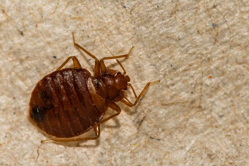 Bed Bug Treatment Service