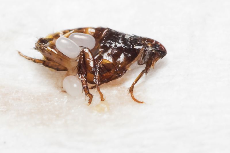 Bug Extermination Service