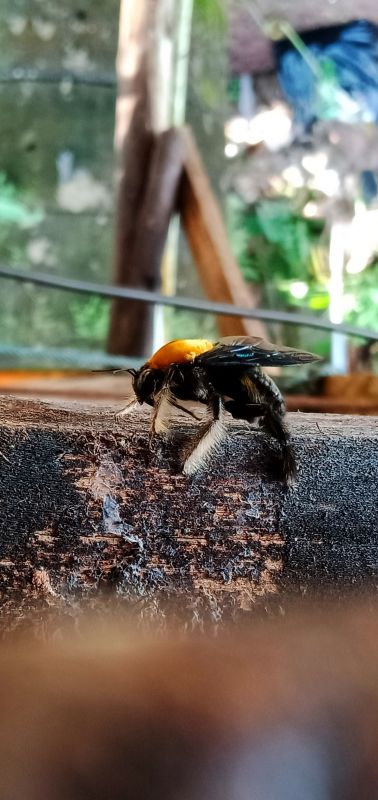 Carpenter Ant Extermination