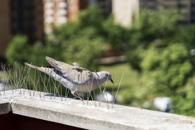 Commercial Bird Removal