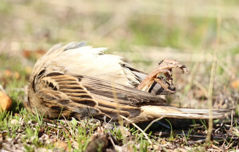 Commercial Bird Removal