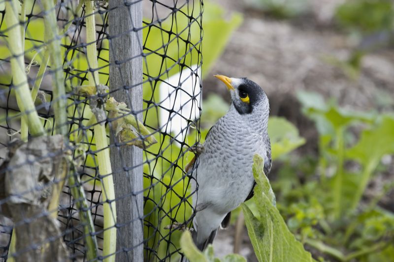 Commercial Bird Removal