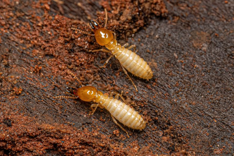 Commercial Termite Removal