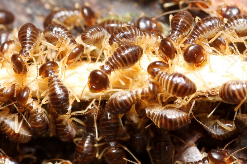 Commercial Termite Removal