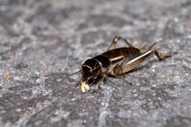 Cricket Control Service in Katy, TX