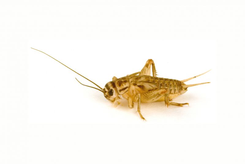 Cricket Prevention in Katy, TX