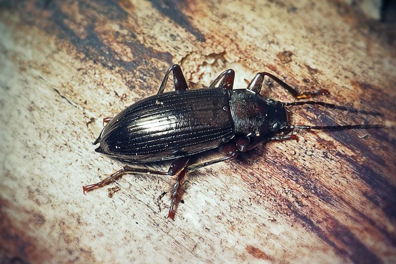 Wood-boring Beetles