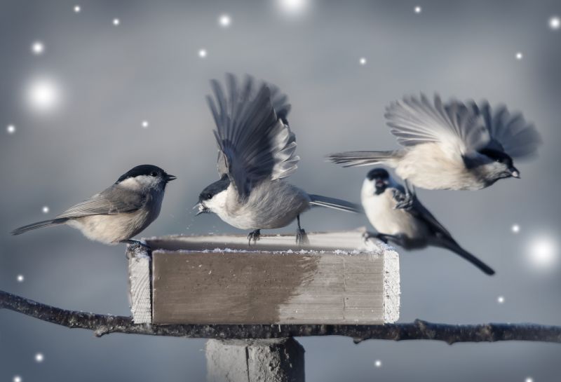 How Birds And Bats Impact Commercial Buildings And Facilities