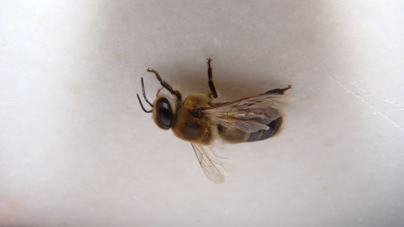 Mud Dauber Extermination in Frisco, TX