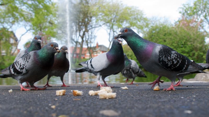 Seasonal Pigeon Activity