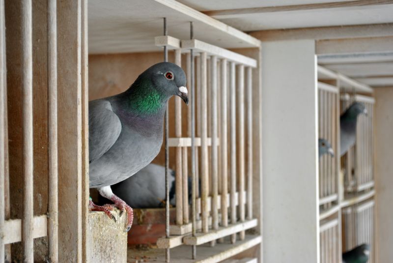 Eco-Friendly Options