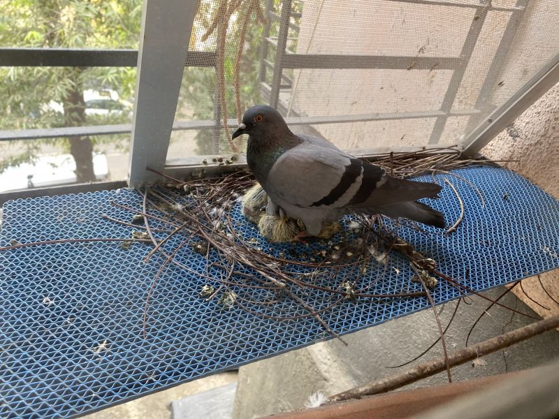 Pigeon Nest Removal