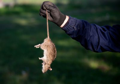 Rats Extermination