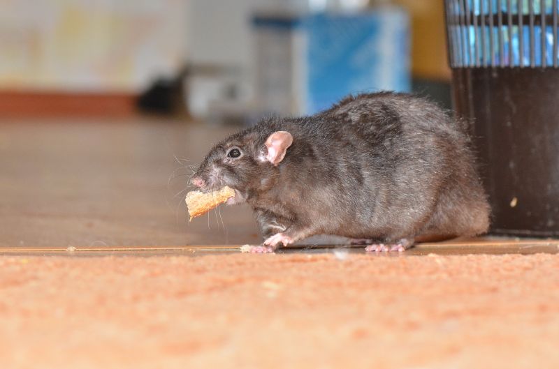 Rats Extermination