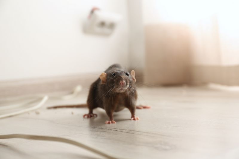 Rats Removal