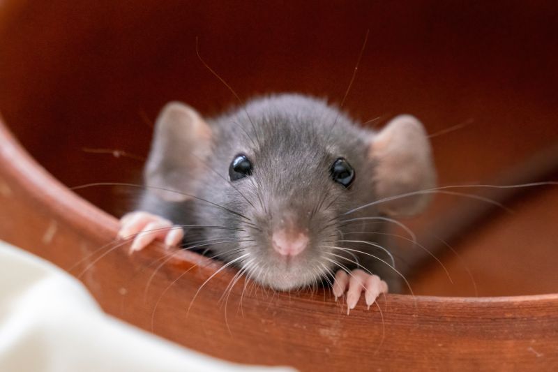 Rats Removal