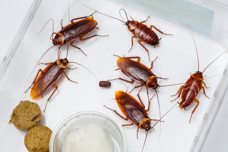 Roach Extermination