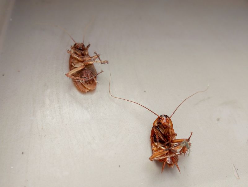 Roach Removal