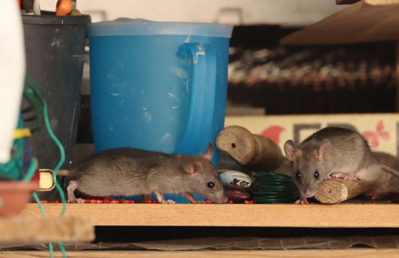 Rodent Control Service