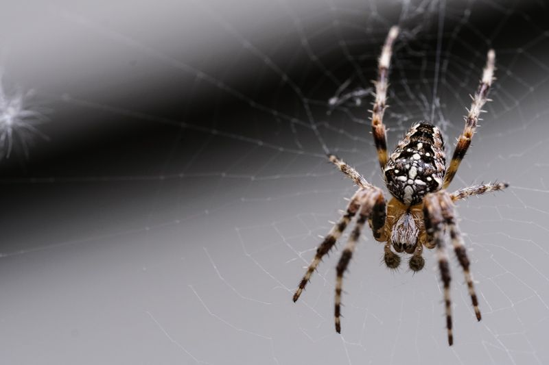 Spider Control Service