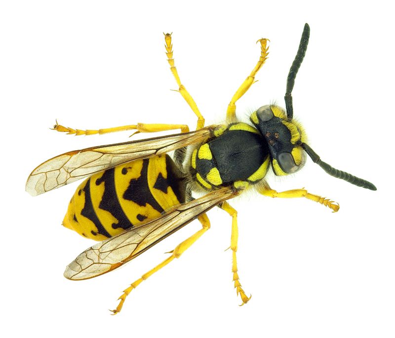 Stinging Insect Extermination