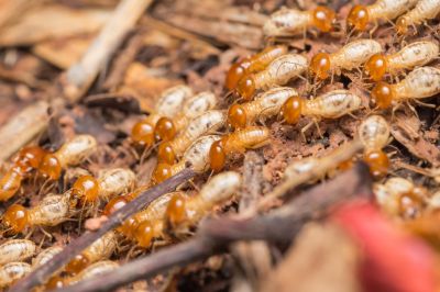 Termite Fumigation