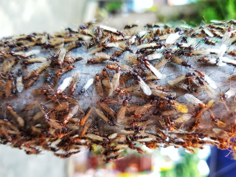 Winged Termite Extermination